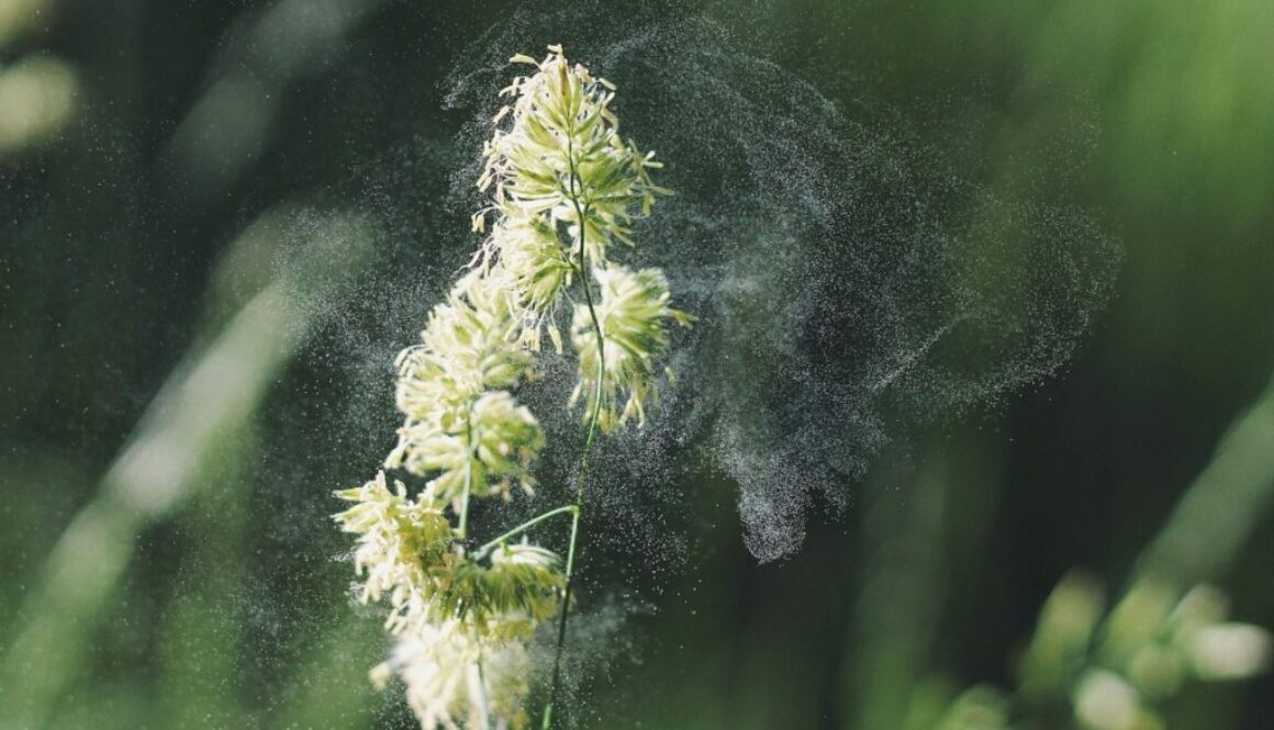 allergies pollen pix
