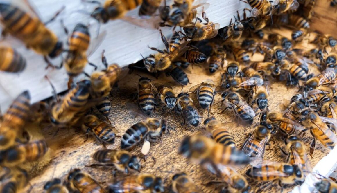 bees global voices