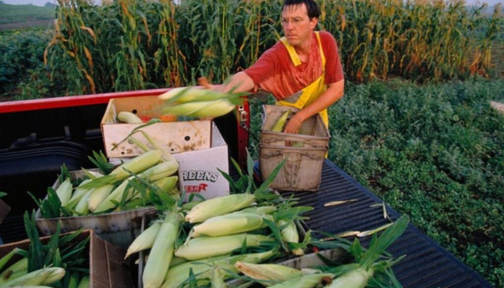 mexico gmo