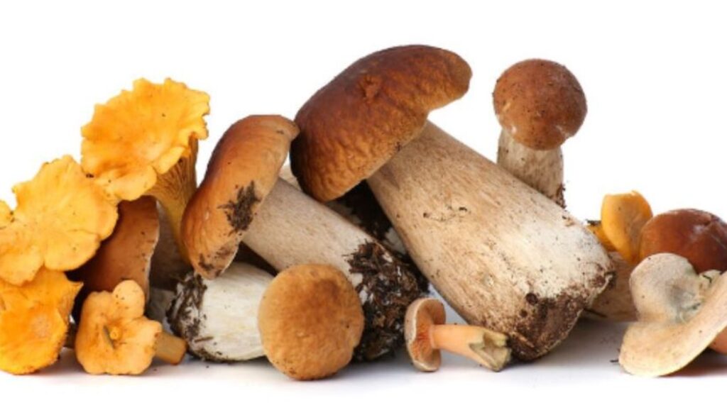 mushrooms gmi types