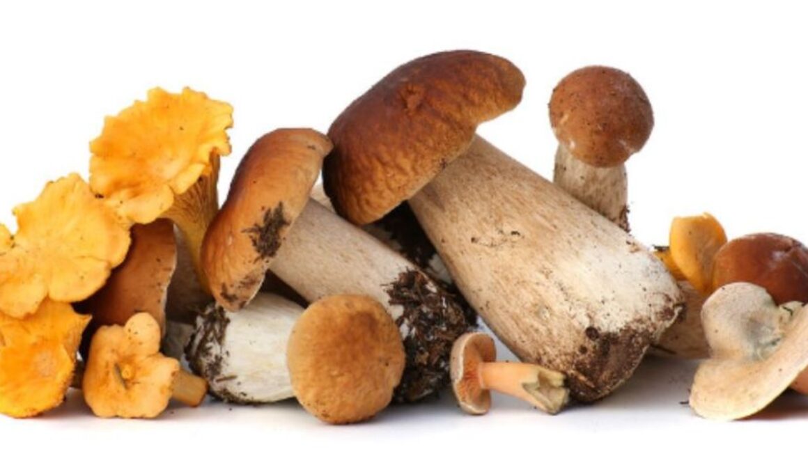 mushrooms gmi types
