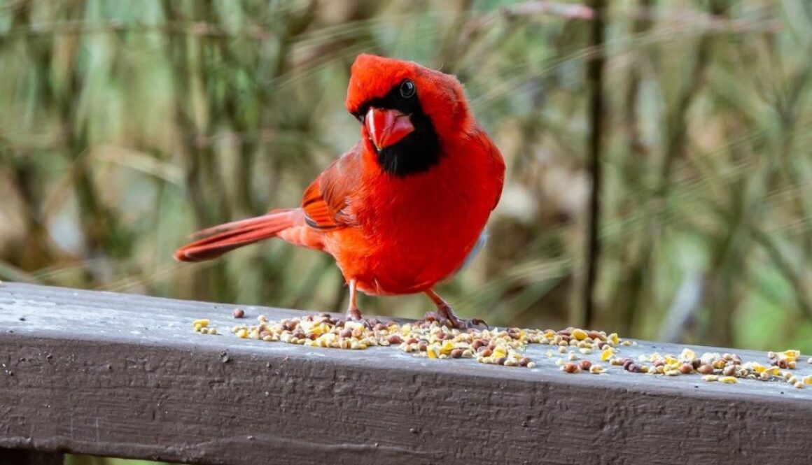 birds ecb