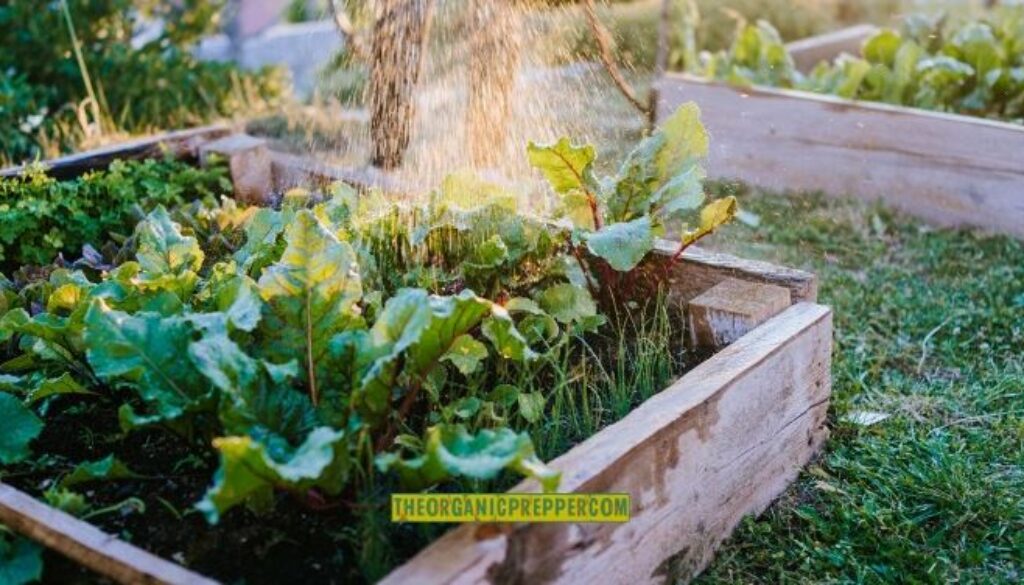 grow your own op