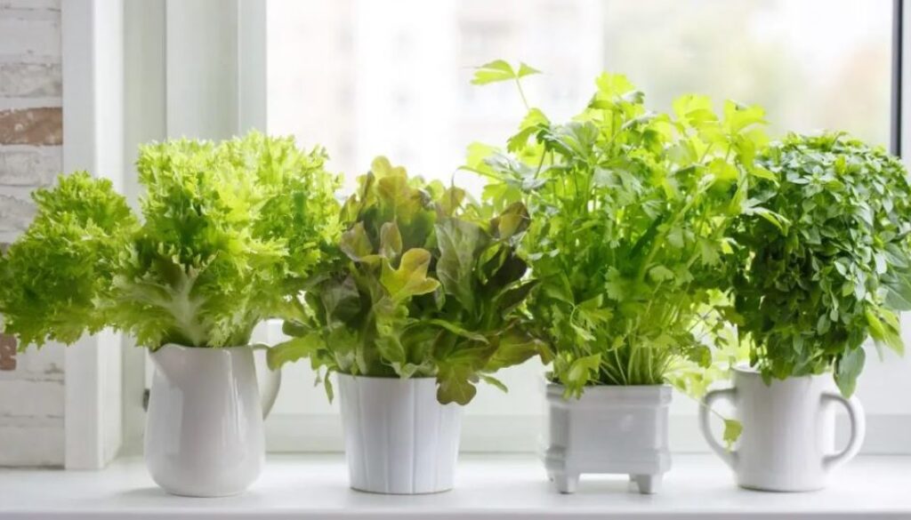 indoor gardening