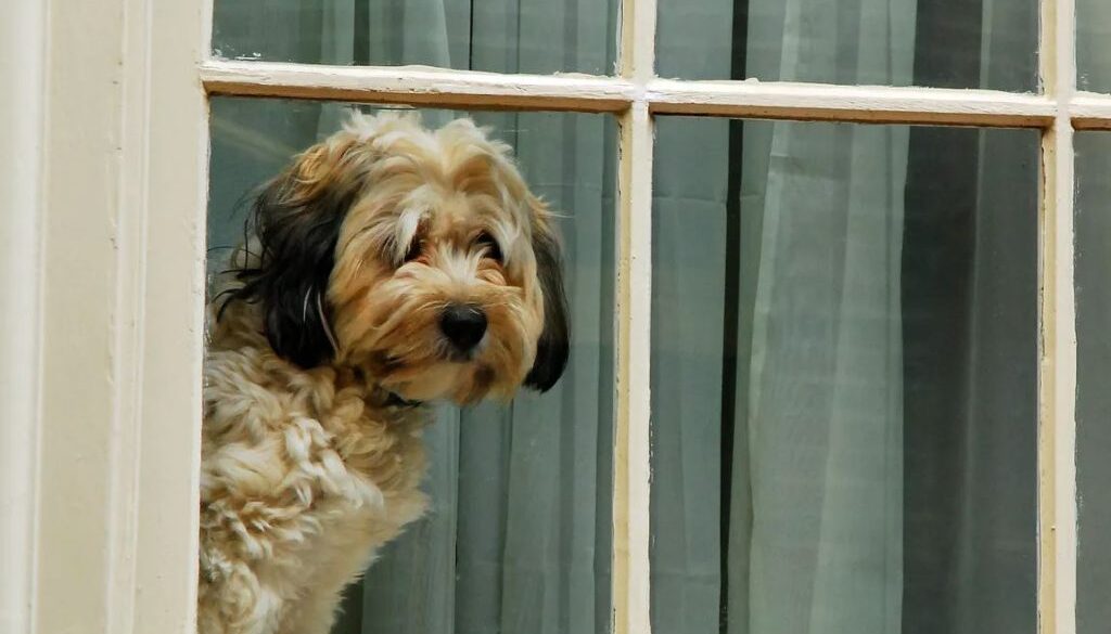 pet at home