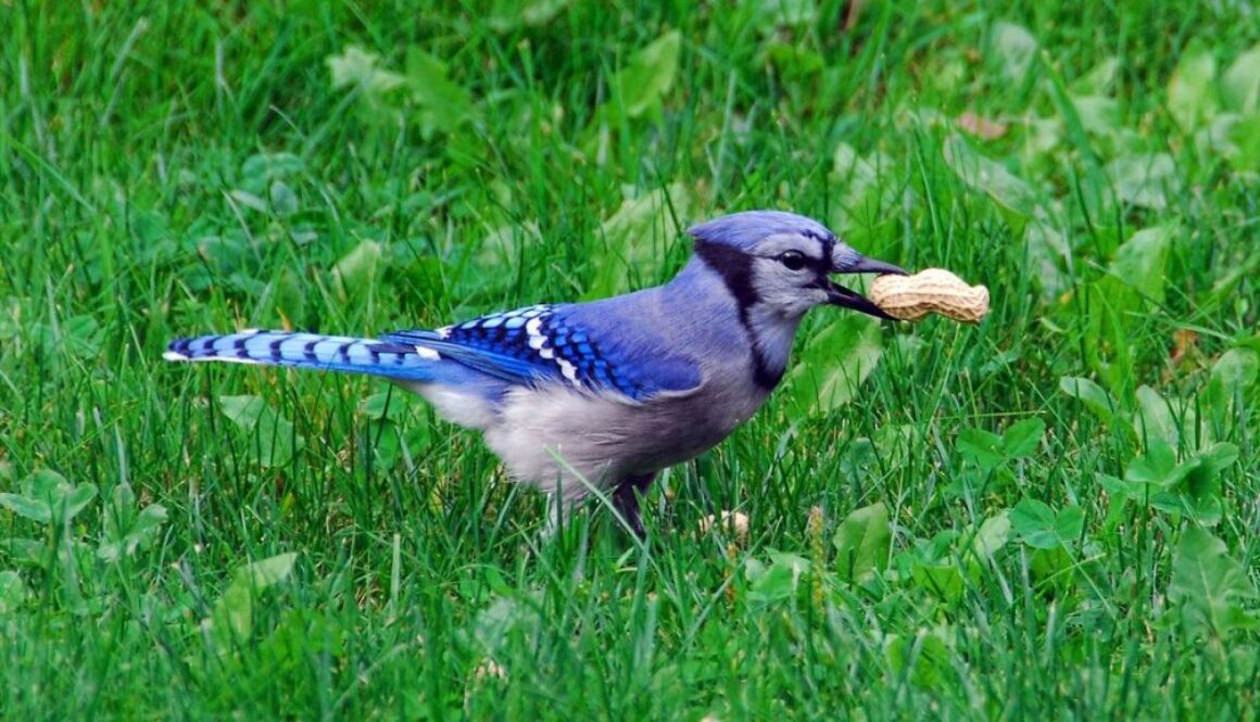 bird deaths ecb