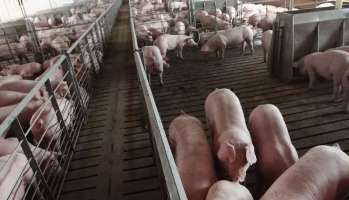 cafo common dreams