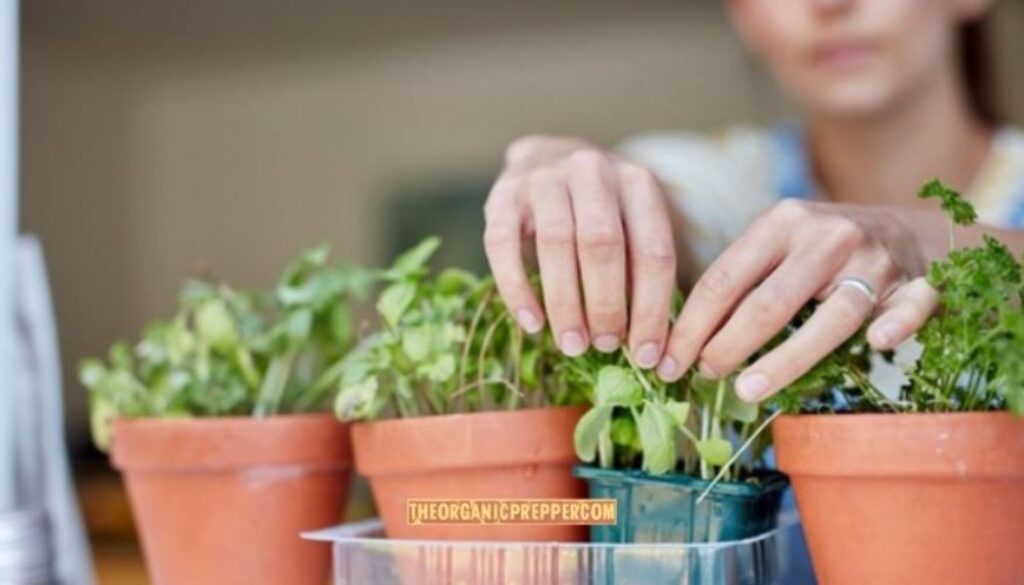 indoor garden op