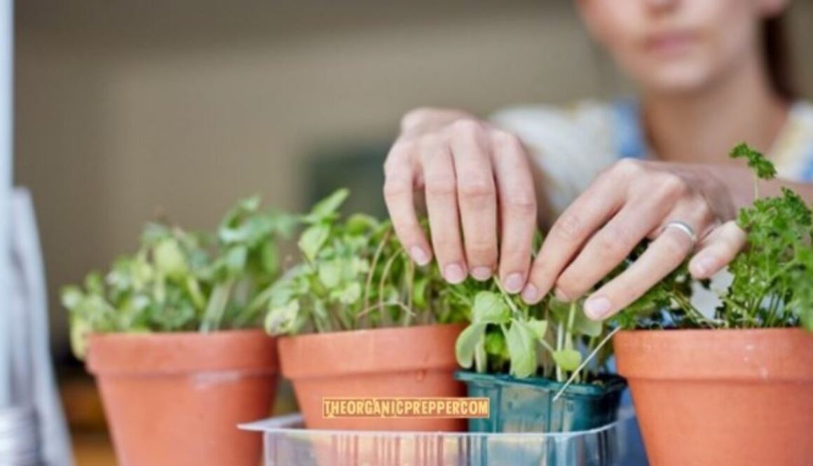 indoor garden op