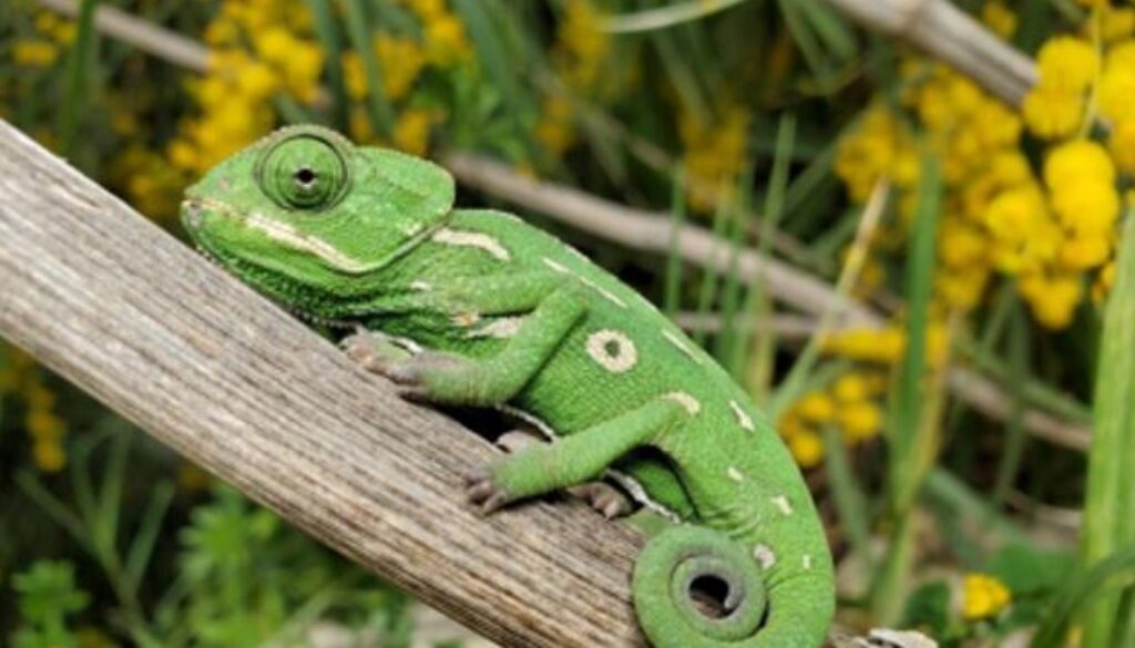 lizard