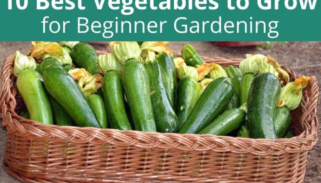 10 best veg
