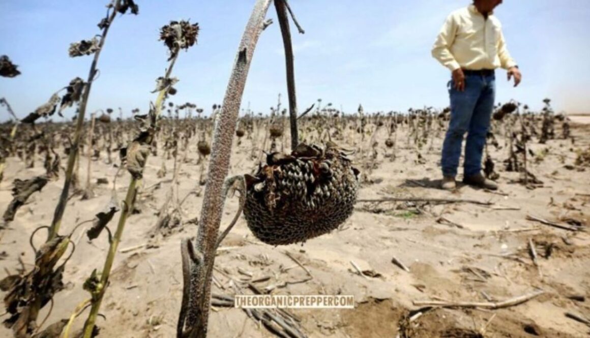 agriculture op drought
