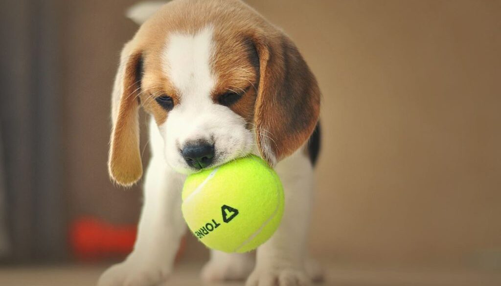 beagle pup pix