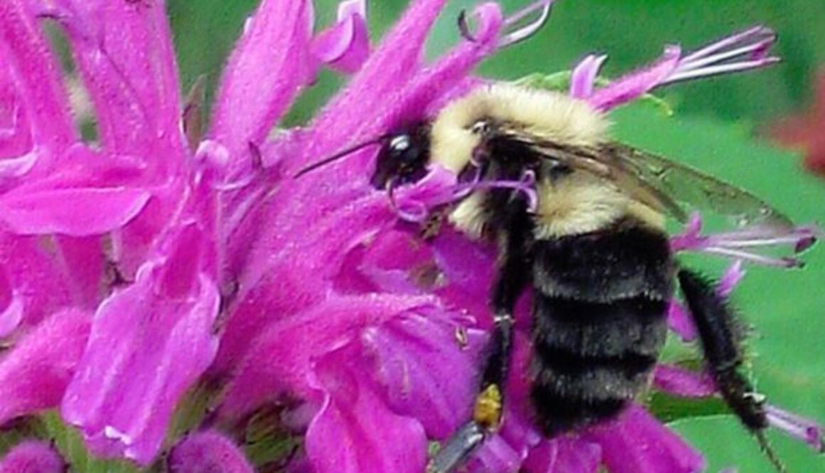 bees robots wifi