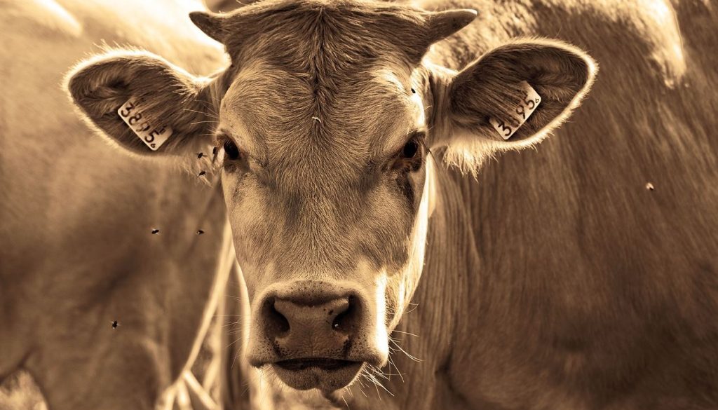 cow pix