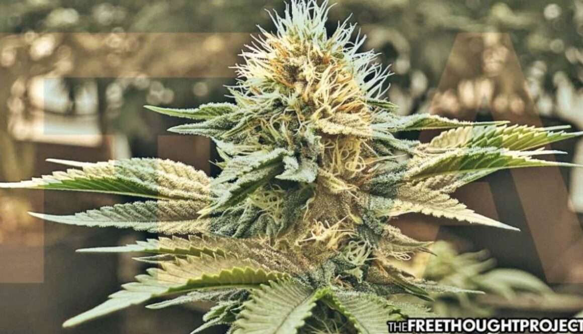 fda-cannabis-1050x525