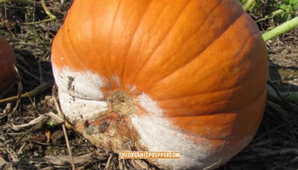 food shortage fungus