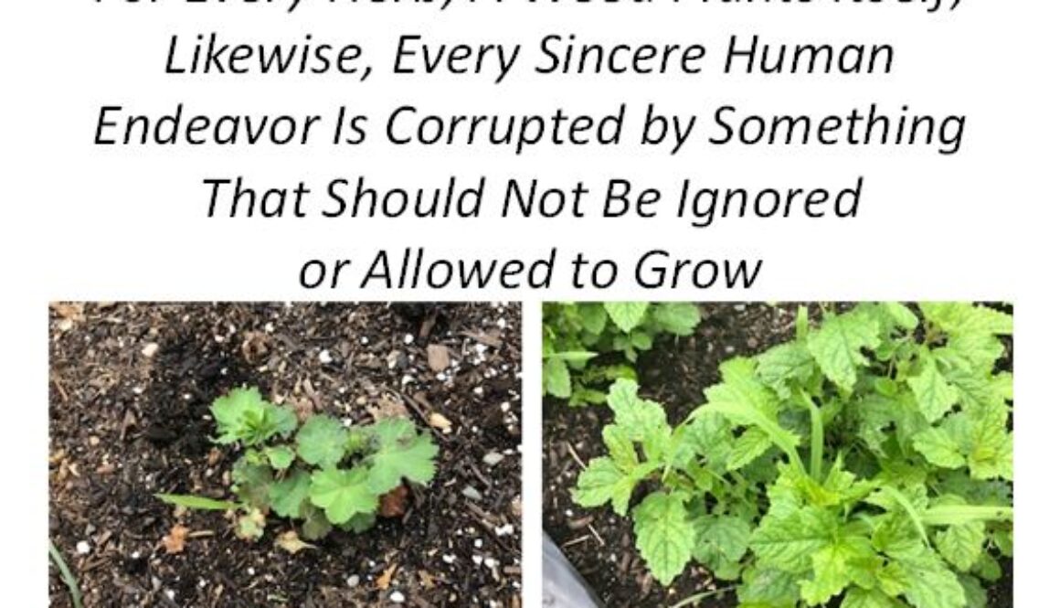 herb weed
