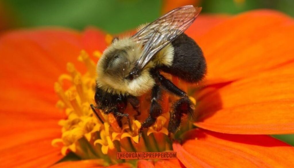 pollinator health op
