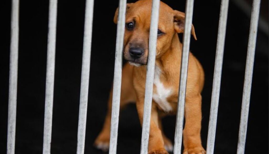 rescue dogs