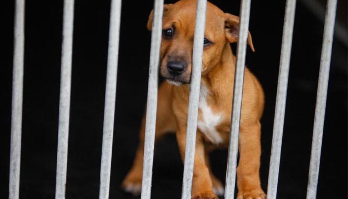rescue dogs