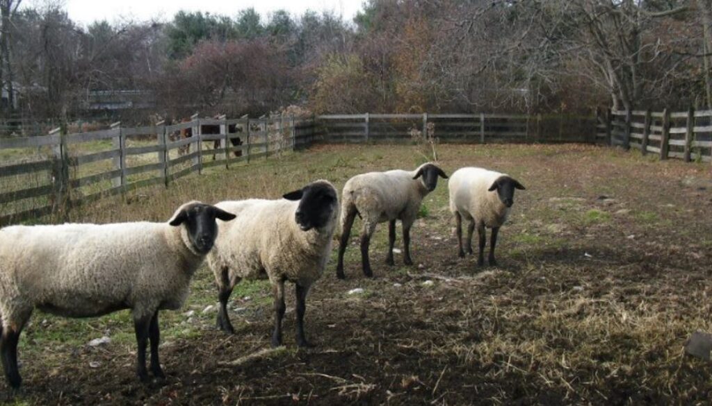 sheep