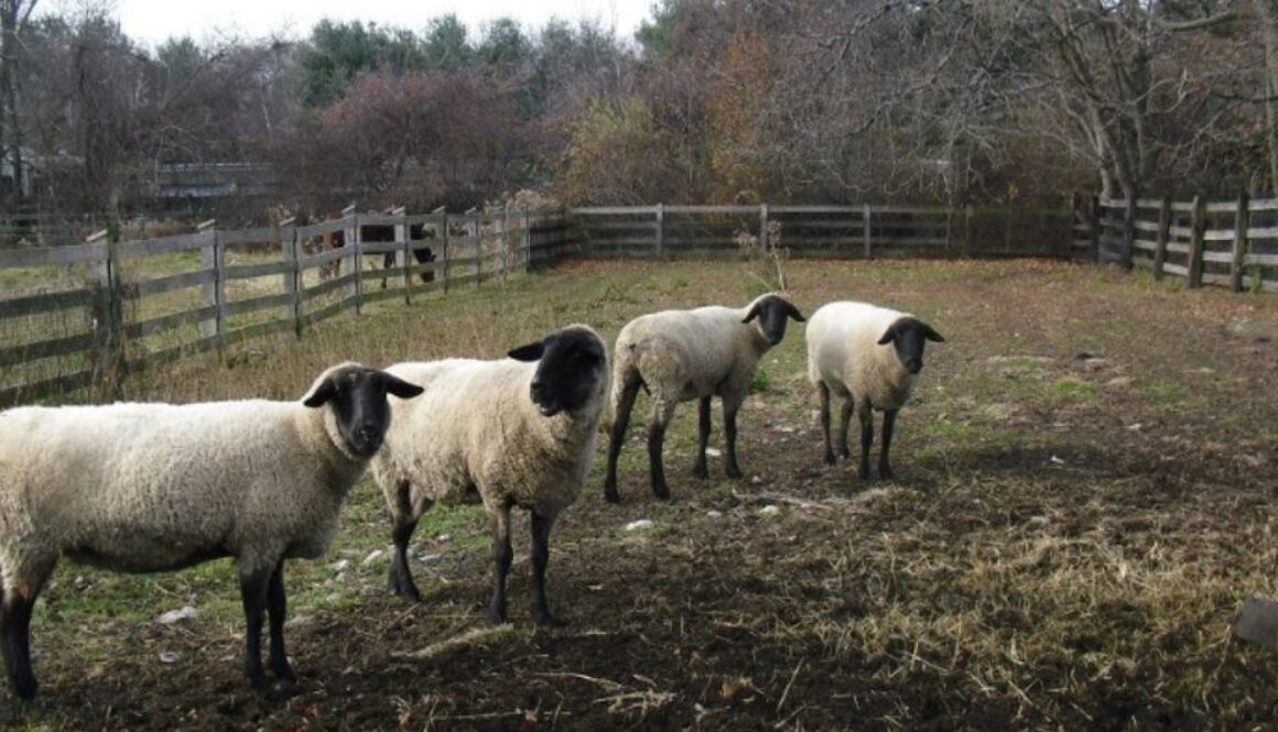 sheep