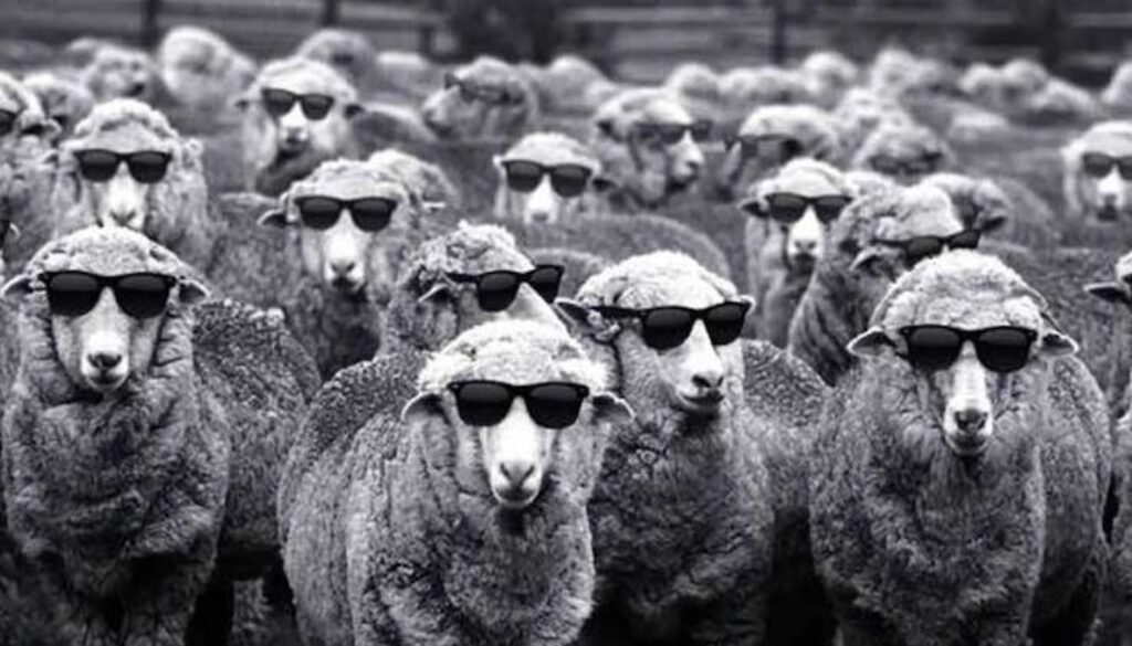 sheep wt