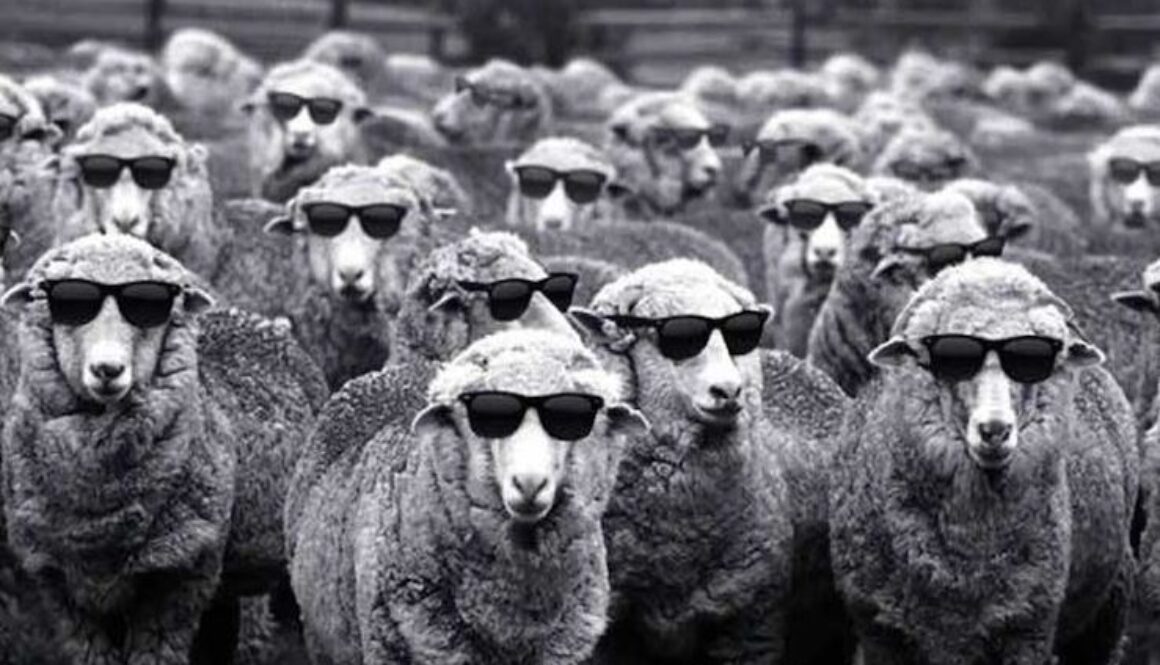 sheep wt