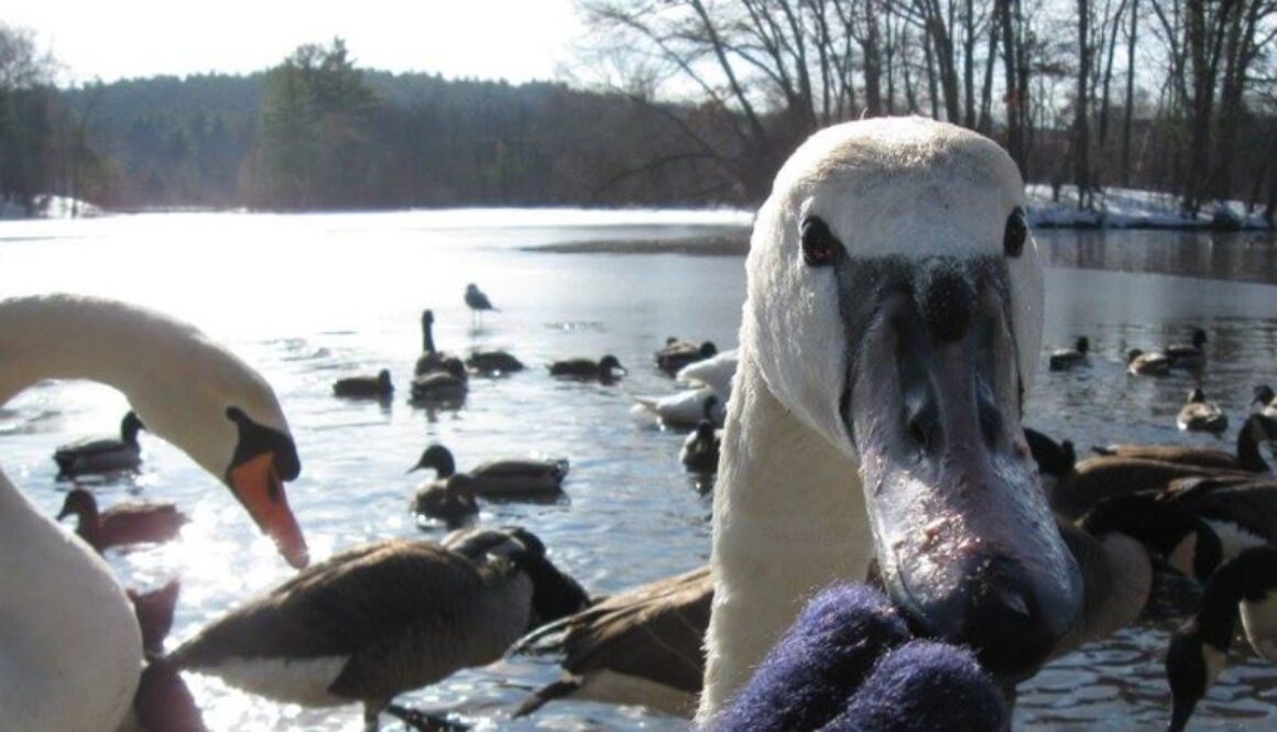 swan