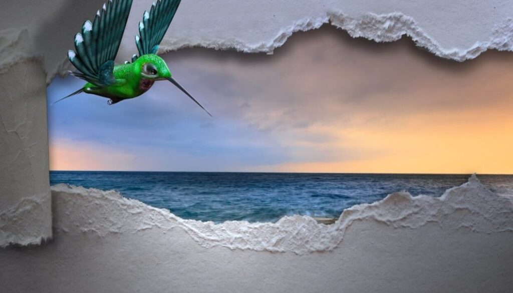 bird beach