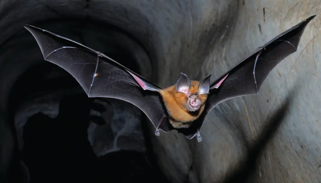 horseshoe bat flying 1_4