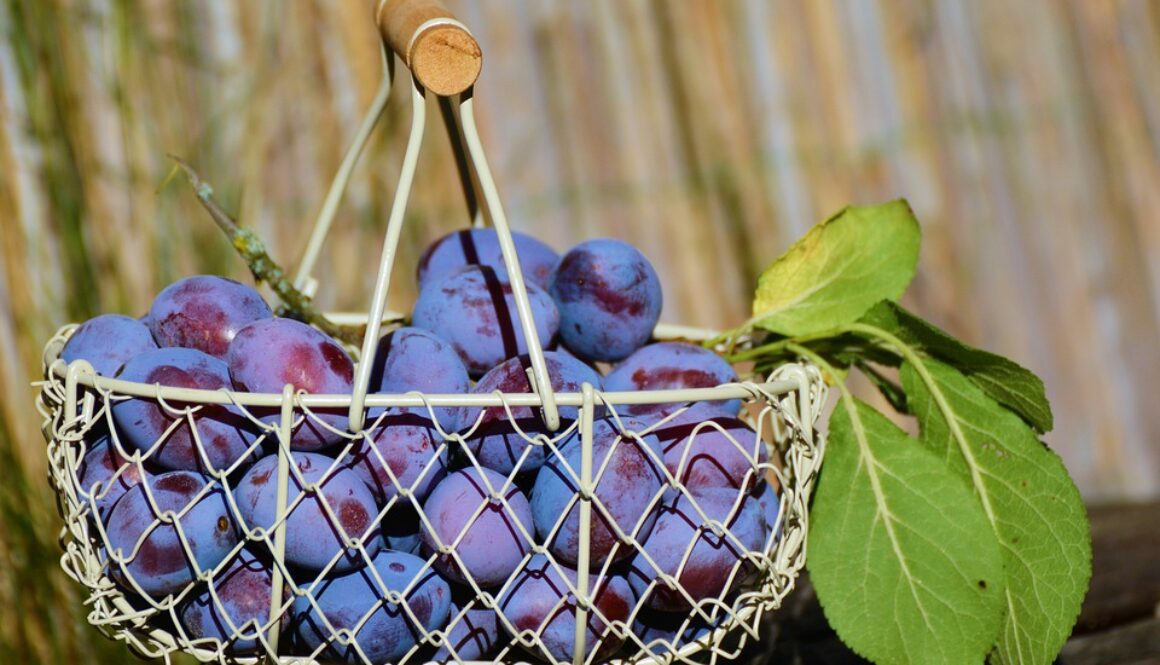 plums-1649602_960_720