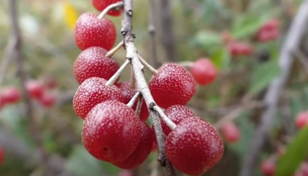 autumn olives