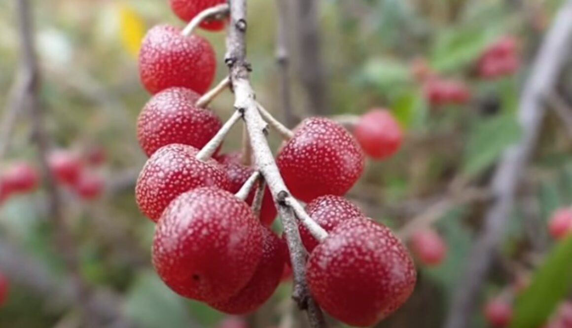 autumn olives