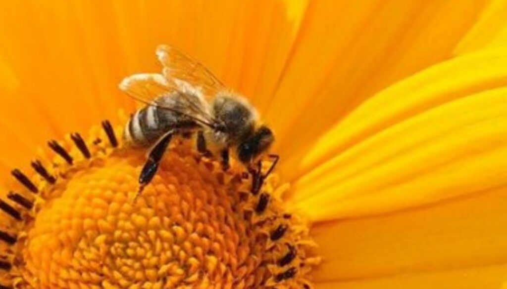 bee sun