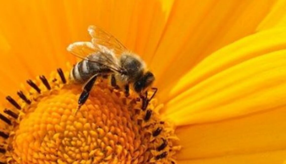 bee sun