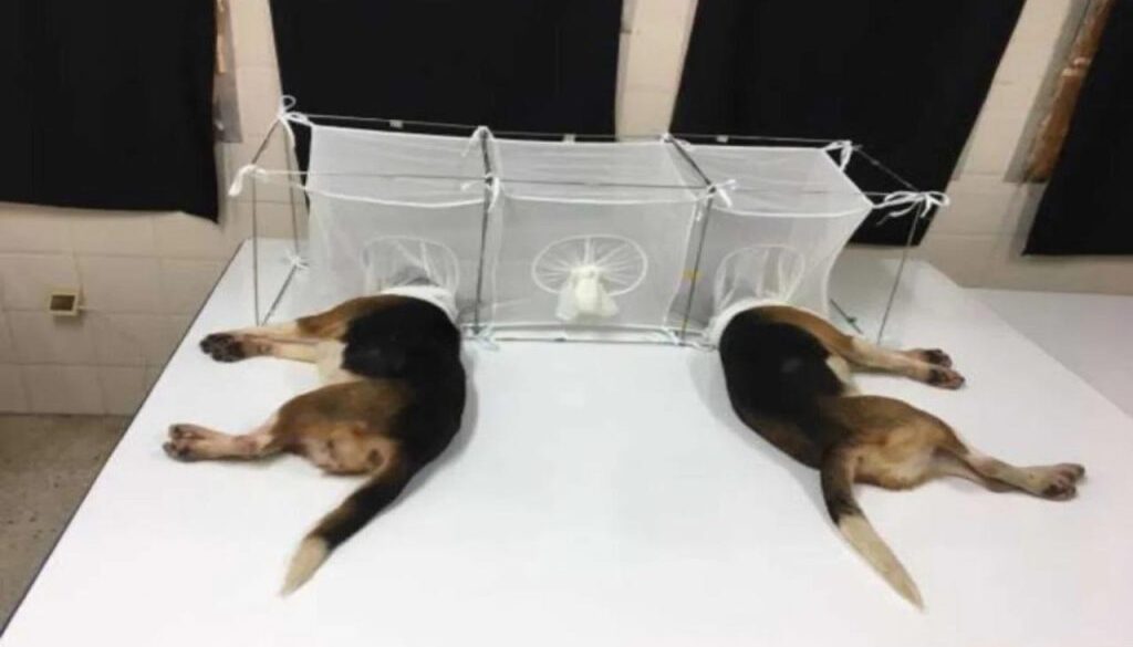 nih beagles