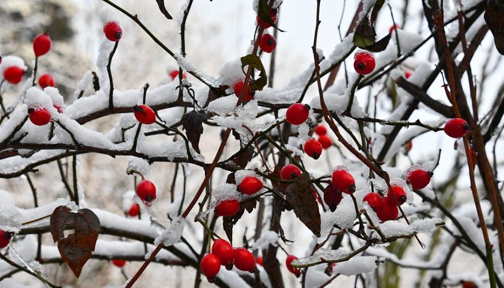 rosehips winter pix