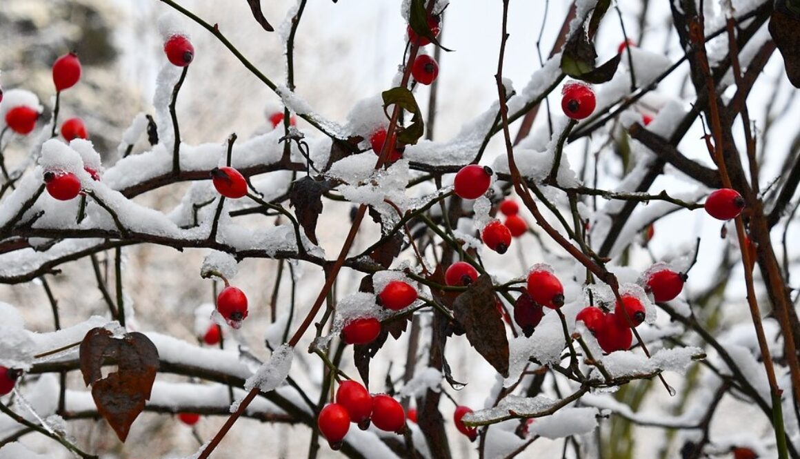 rosehips winter pix