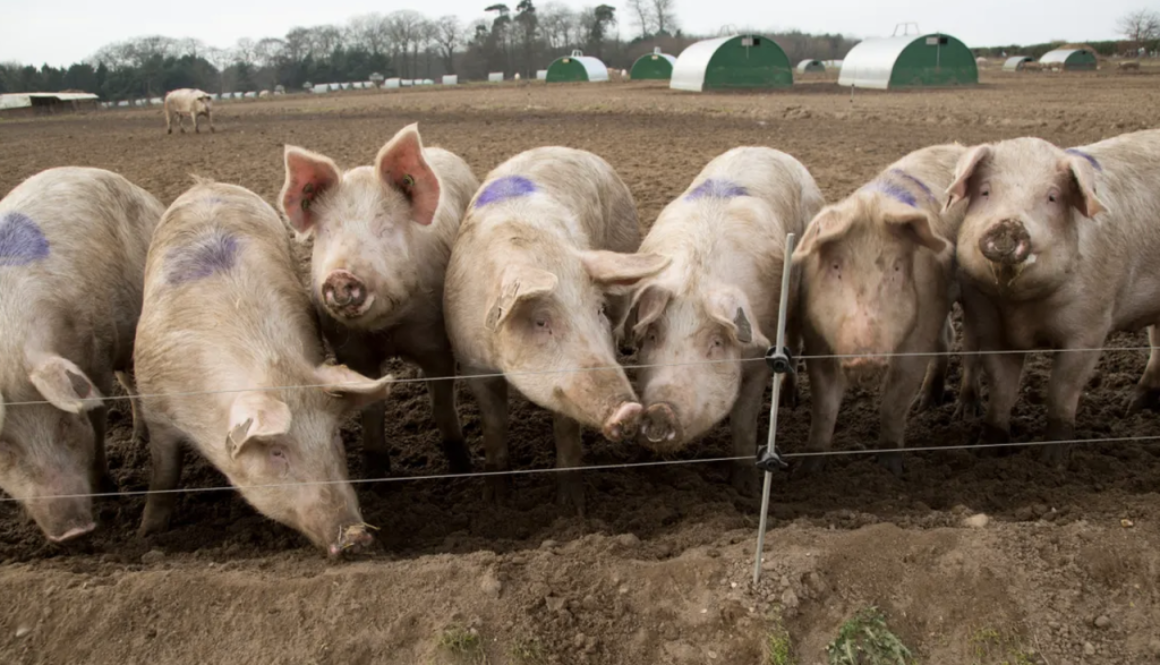 uk pig