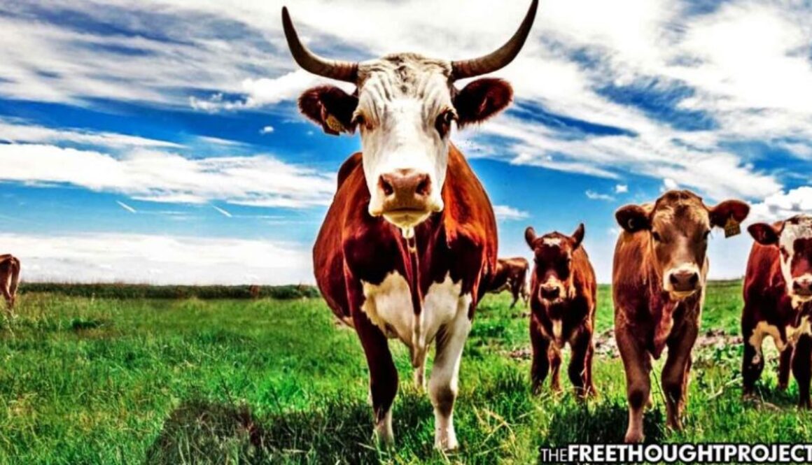 beef-industry-1050x525