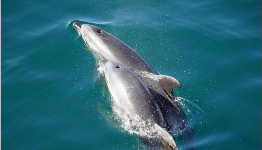 dolphins