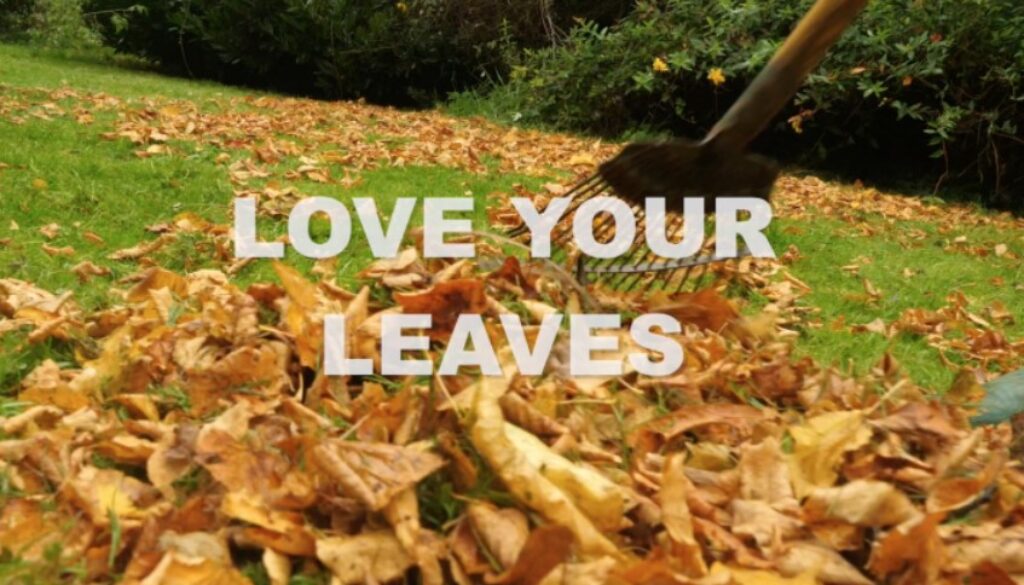leaves