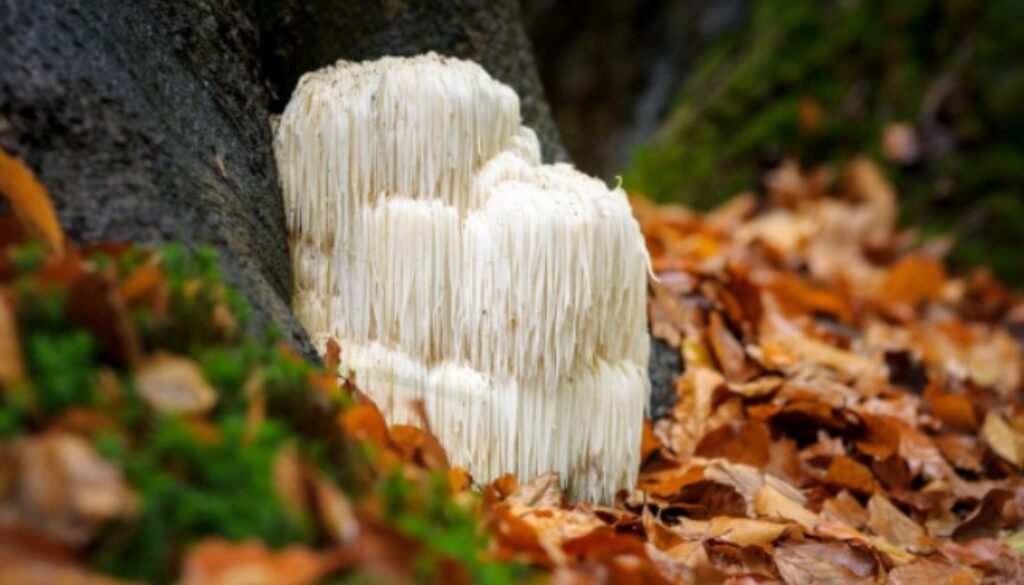 lions mane gmi
