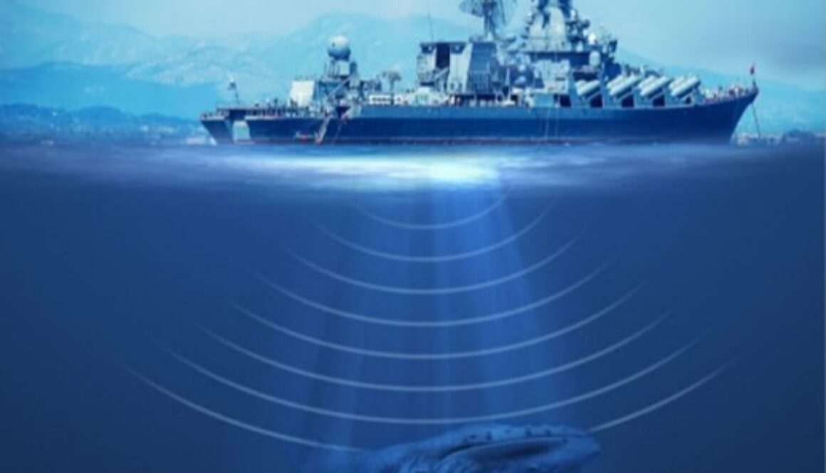 sonar whale