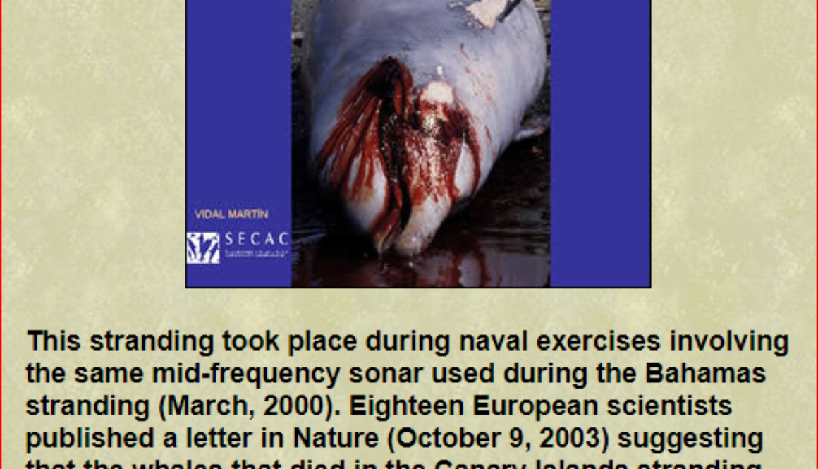 whale pic