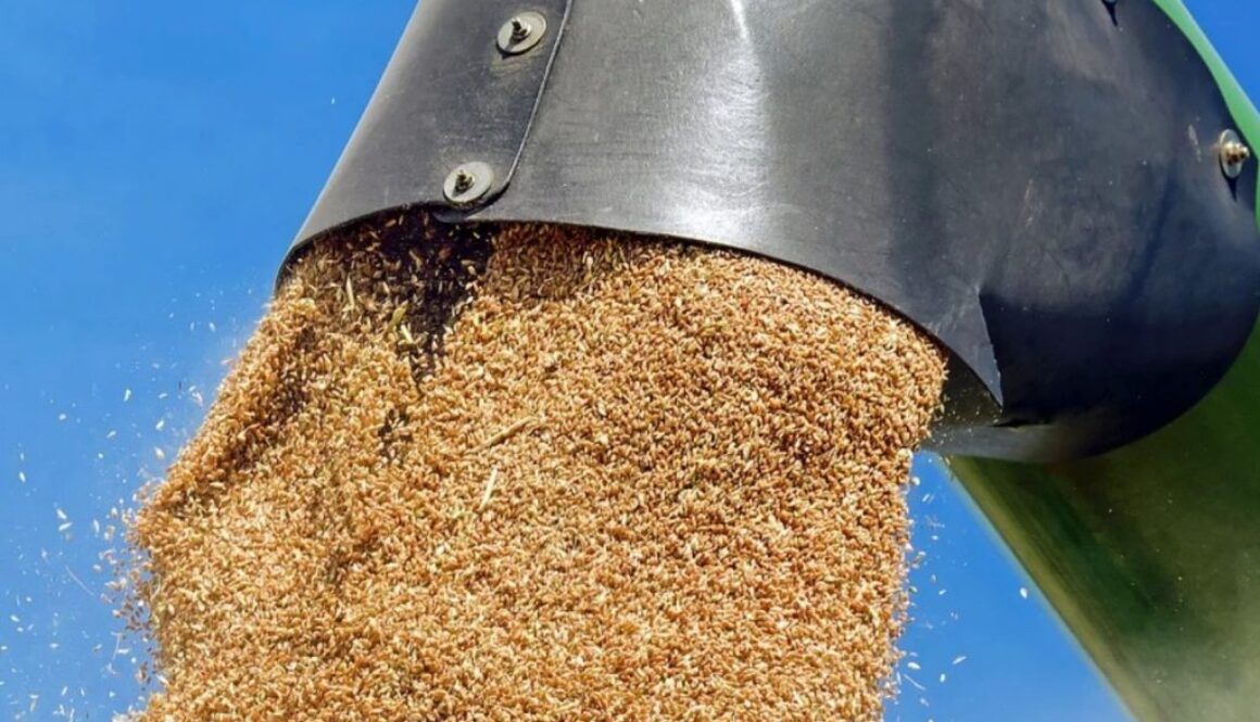 grain ecb