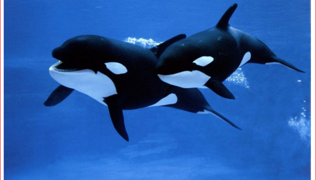 orca