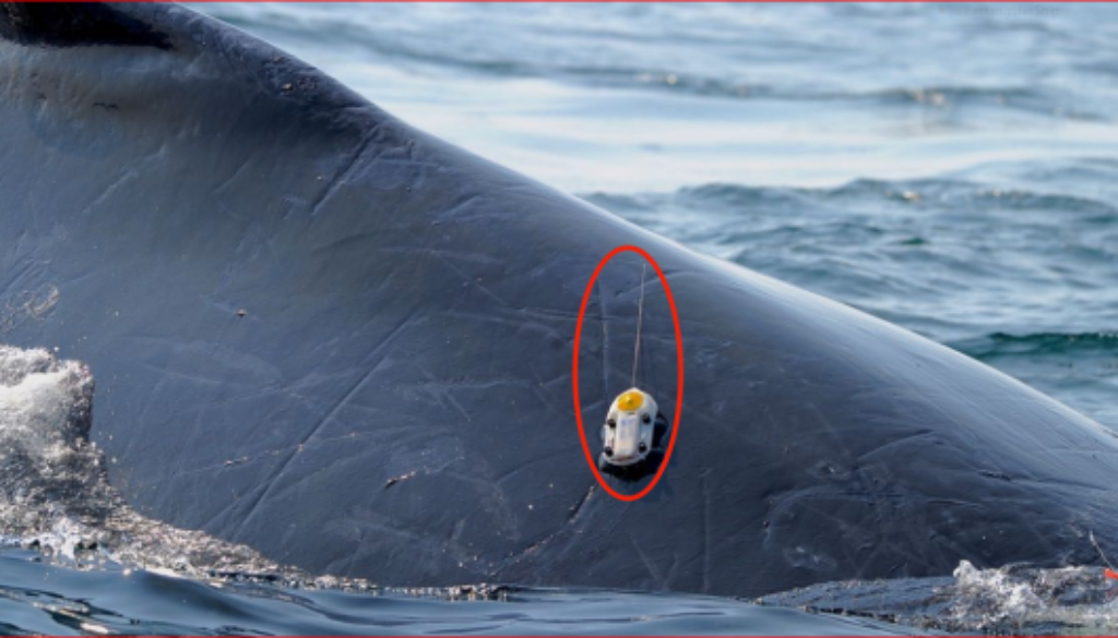 whale track